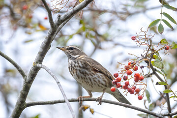 Redwing Turdus iliacus bird eating berries