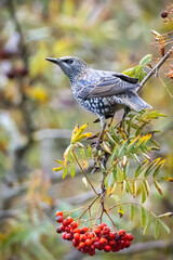 Common starling bird Sturnus vulgaris eating berries fruit