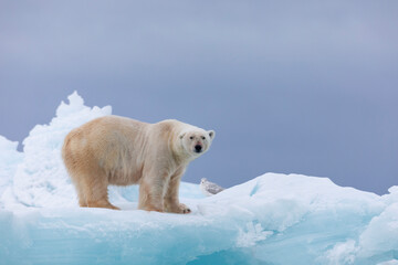 Polar bear on floating ice relaxing after hunting.