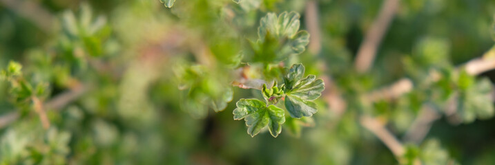 The branch of gooseberry in the early spring.