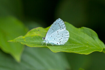 Closeup of a holly blue Celastrina argiolus butterfly feeding