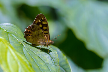 Fototapeta na wymiar Speckled wood butterfly Pararge aegeria side view