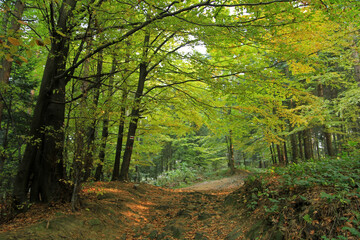 Autumn forest in Island Beskids, Poland