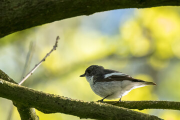 Closeup of a European pied flycatcher bird, Ficedula hypoleuca, perching on a branch, singing.