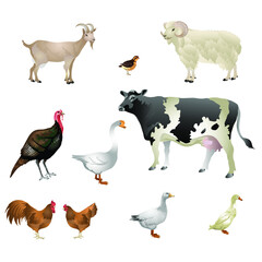 farm lifestock animals collection
