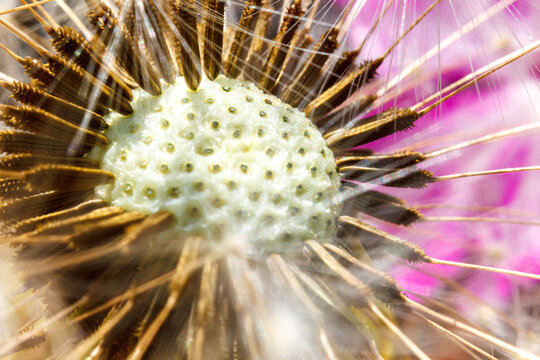 Dandelion seeds blowing in wind, close up extreme macro selective focus. Change growth movement and direction concept. Inspirational natural floral spring or summer garden or park background. © Юлия Завалишина