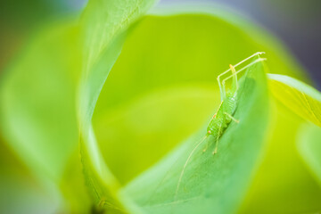 Meconema thalassinum, oak bush-cricket or drumming katydid,