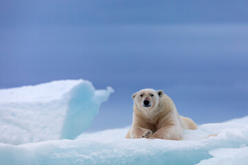 Polar bear on floating ice relaxing after hunting.