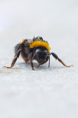 Large earth bumblebee Bombus terrestris closeup