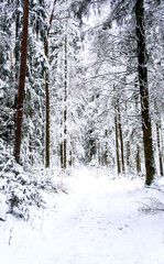 Winter snowy forest with conifers and a path through it
