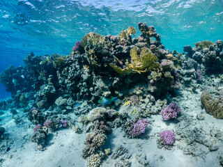 Fototapeta na wymiar Beautiful coral reef with colorful parrotfish in the Red Sea