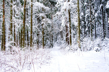 Winter snowy forest with conifers and a path through it