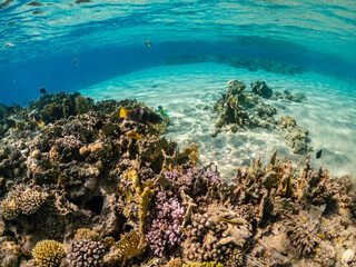 Underwater view of amazing coral reef in Red Sea
