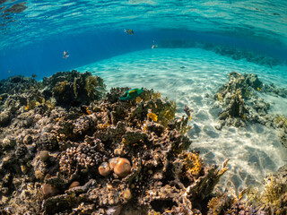 Beautiful coral reef with colorful parrotfish in the Red Sea