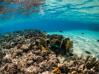 Beautiful coral reef with colorful parrotfish in the Red Sea