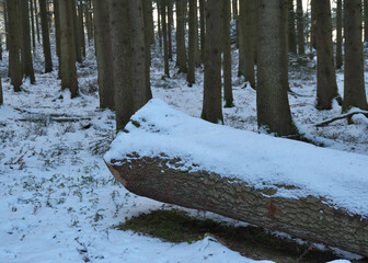 Im Wald unterwegs...