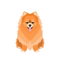 Vector portrait of sitting red Pomeranian isolated on white background	
