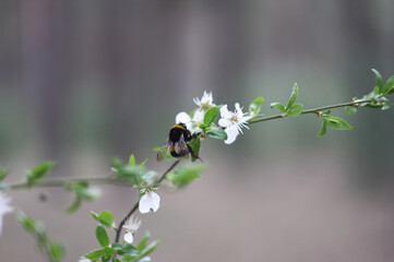 bee on a flower