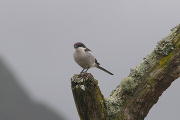 Würgerschnäpper (Melaenornis silens), vormals Sigelus silens, in George, Südafrika