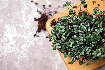 Fresh organic microgreen on light grey table, flat lay. Space for text