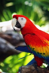 Beautiful specimen of the profile of a parrot posing on a branch on a sunny day inside the jungle