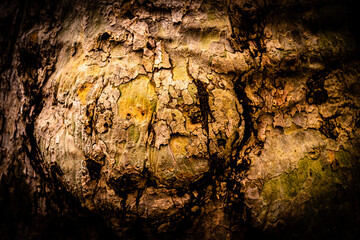 Abstrakte Rinde des Ahorn Baumes