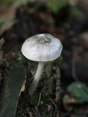 Pluteus salicinus, known as the Willow Shield, a psychedelic mushroom from Finland