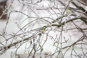Tit , Parus on the tree branch looking for a birdfood during winter time