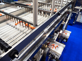 Production line food. Production line with peeled shrimps. Large king shrimps on a production line. Concept - seafood factory. Shrimps cleaning equipment. Seafood factory conveyor.