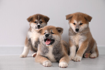 Adorable Akita Inu puppies on floor near light wall