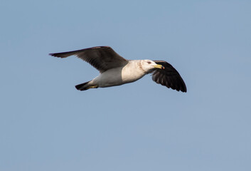 Seagull flying in the sky