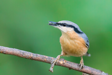 Obraz premium Eurasian nuthatch (Sitta europaea) feeding on sunflower seeds in autumn.