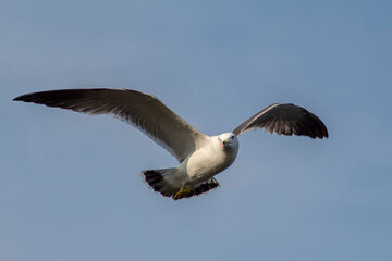 Seagull flying in the sky