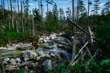 Połamane drzewa nad potokiem w g&oacute;rach Tatrach