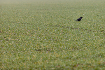 green meadow with a black crow looking for food, Corvus corone
