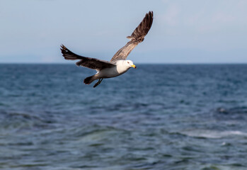 Seagull flying over the sea