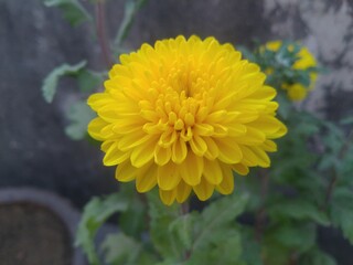 Yellow Dahlia Flower 