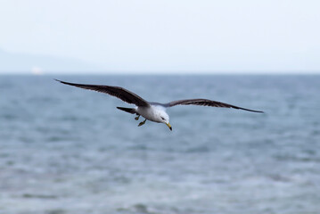 Seagull flying over the sea