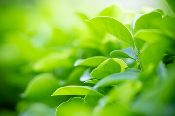 Fototapeta premium Close up fresh nature view of green leaf on blurred greenery background in garden with copy space using as background, natural green plants landscape, ecology, fresh wallpaper concept.