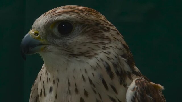 Close up portrait of falcon