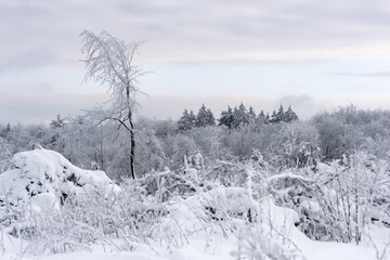 Beautiful winer misty sunrise landscape. Trees and gras covered with hoarfrost at the foggy morning.