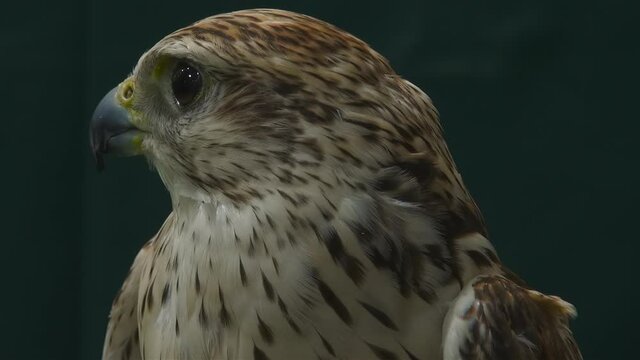 Close up portrait of falcon