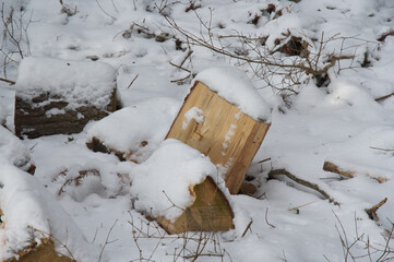 Im Wald unterwegs...