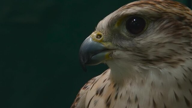 Close up portrait of falcon