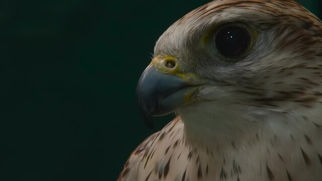 Close up portrait of falcon