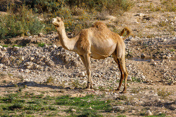 Portrait of the one beautiful camel