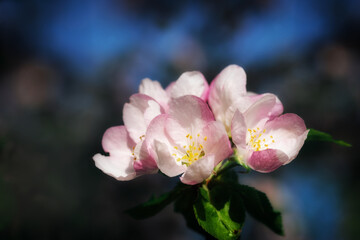 Beautiful blooming apple tree in soft daylight