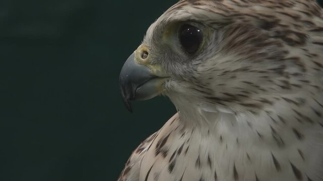 Close up portrait of falcon