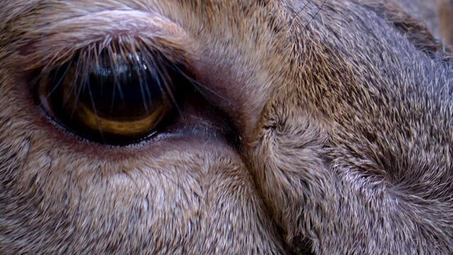 Close up of male dam deer head and eye in autumn