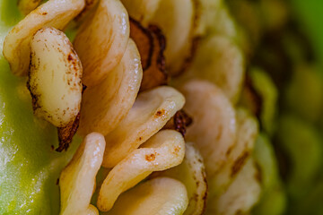 Macro shot of the seeds fresh green pepper.